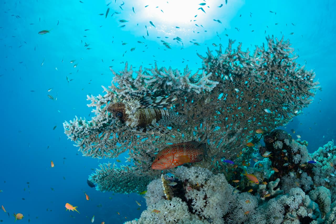 A lionfish and a spotted red fish resting at a large table coral, with small fish and sun rays in blue water