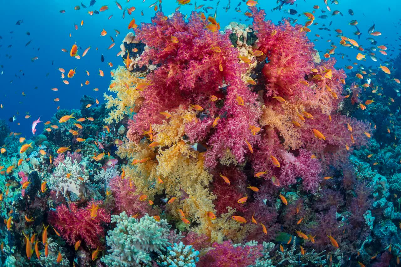 Pink and yellow soft corals covered with small orange fish on a reef, in clear blue water