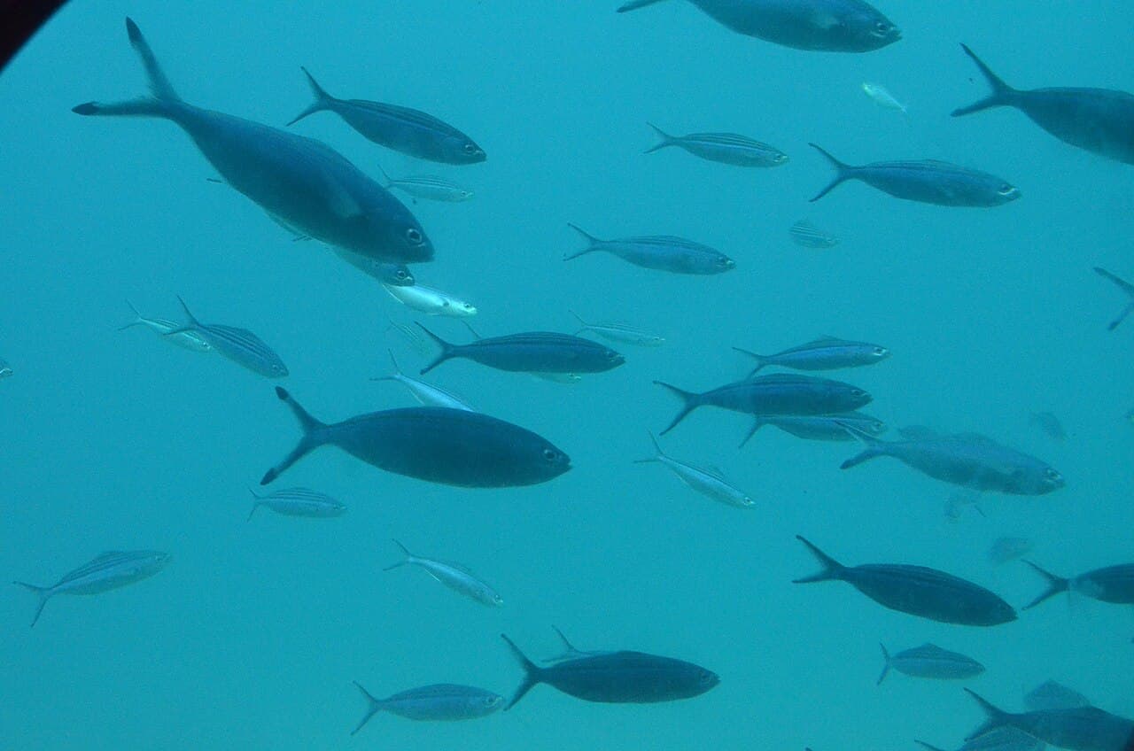 A school of silvery fish swimming in blue water, photographed through a submarine window